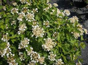 Kalina obecná - Viburnum opulus