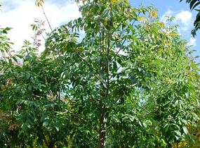 Jasan manový - Fraxinus ornus
