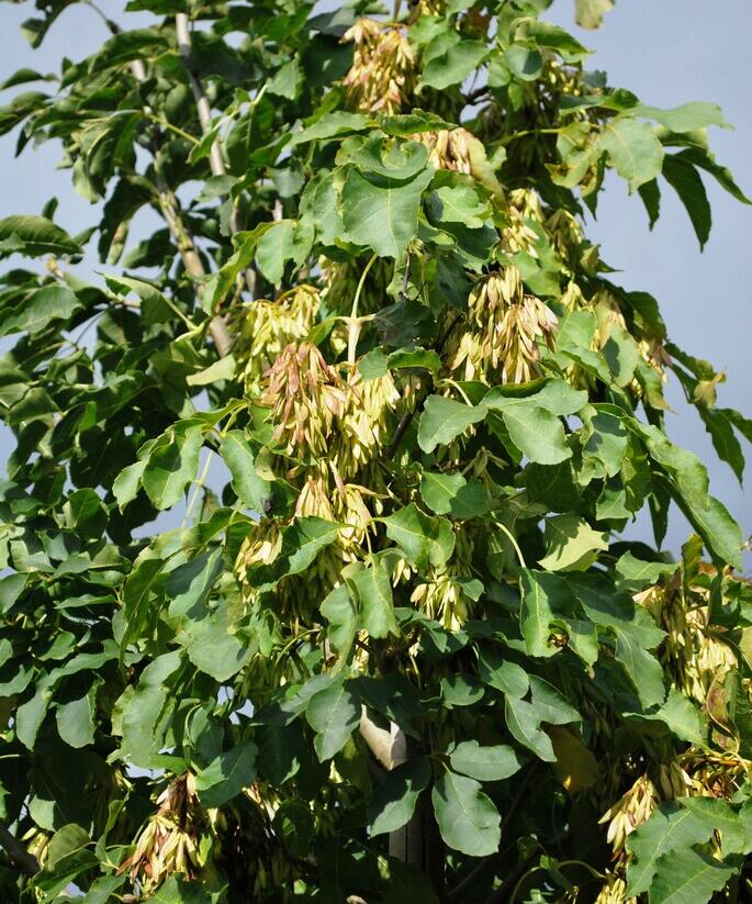 Jasan manový - Fraxinus ornus