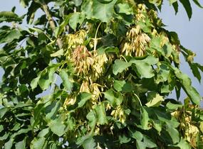 Jasan manový - Fraxinus ornus