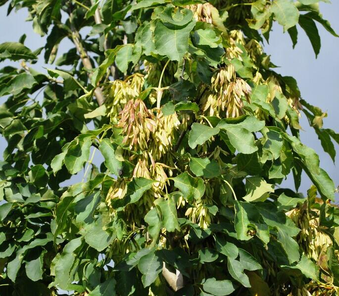 Jasan manový - Fraxinus ornus