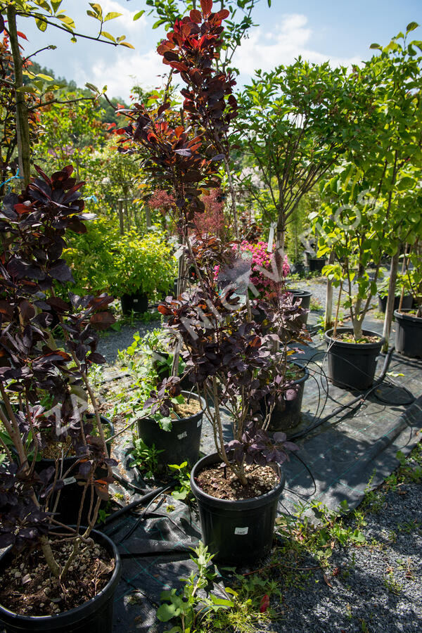 Ruj vlasatá 'Royal Purple' - Cotinus coggygria 'Royal Purple'