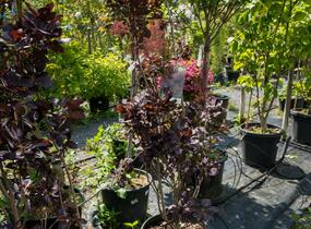 Ruj vlasatá 'Royal Purple' - Cotinus coggygria 'Royal Purple'