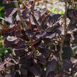 Ruj vlasatá 'Royal Purple' - Cotinus coggygria 'Royal Purple'