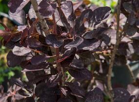 Ruj vlasatá 'Royal Purple' - Cotinus coggygria 'Royal Purple'