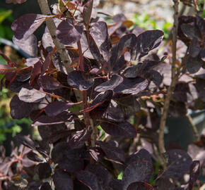 Ruj vlasatá 'Royal Purple' - Cotinus coggygria 'Royal Purple'