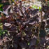 ruj-vlasata-royal-purple.jpg