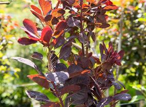 Ruj vlasatá 'Royal Purple' - Cotinus coggygria 'Royal Purple'