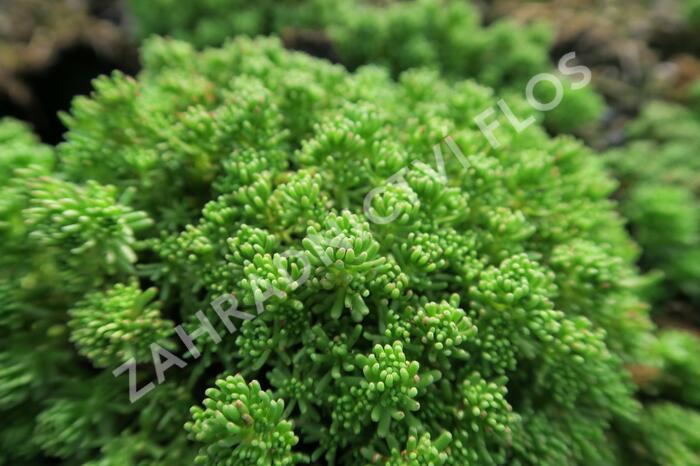 Rozchodník lydijský - Sedum lydium