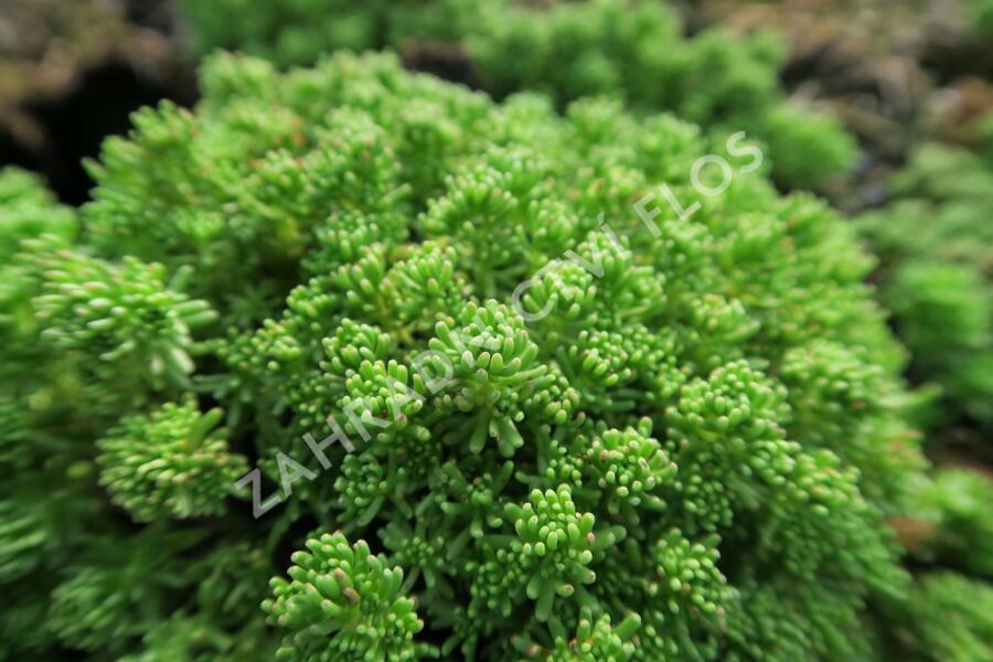 Rozchodník lydijský - Sedum lydium