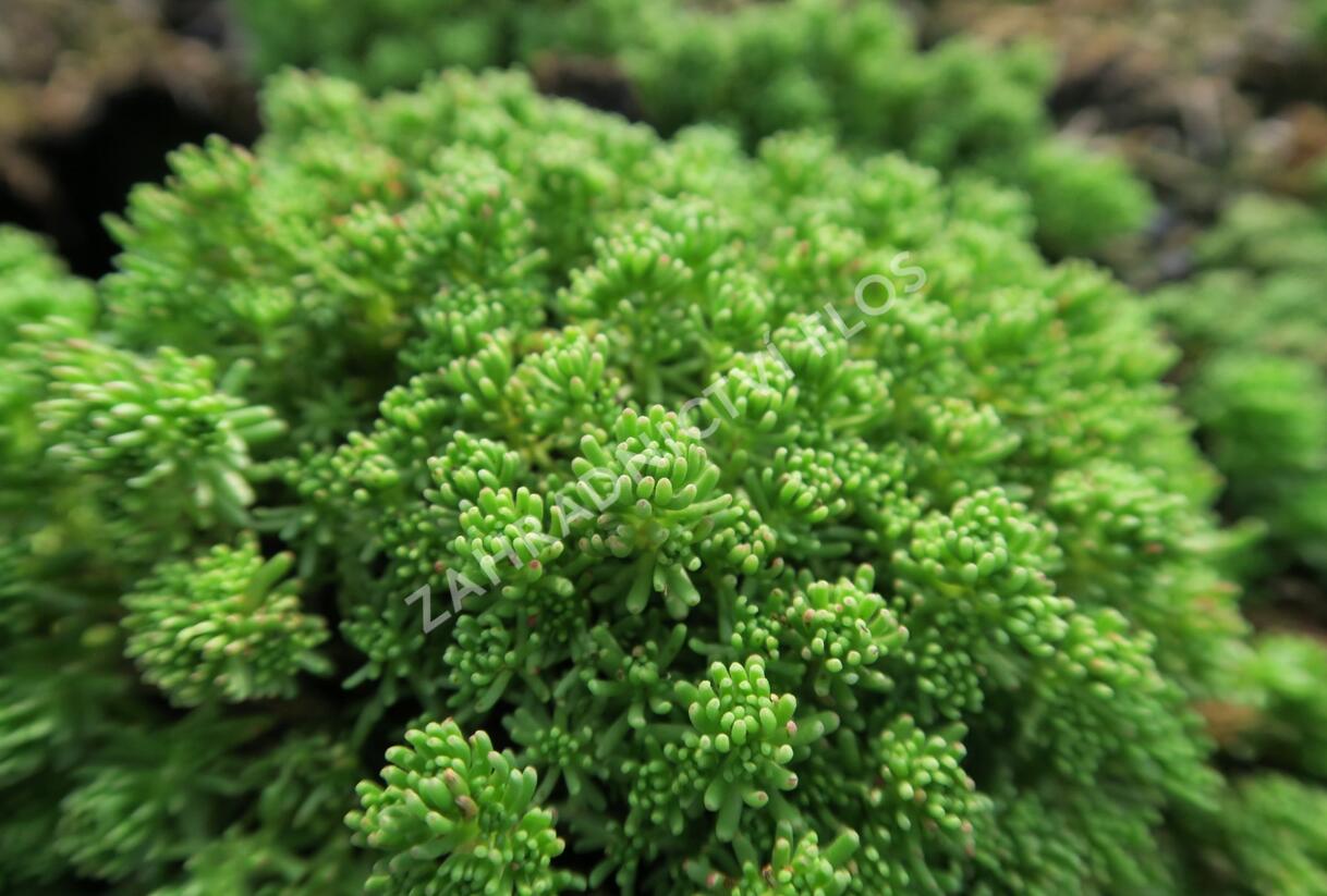 Rozchodník lydijský - Sedum lydium