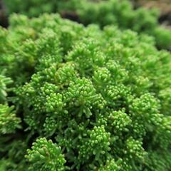 Rozchodník lydijský - Sedum lydium