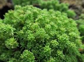 Rozchodník lydijský - Sedum lydium