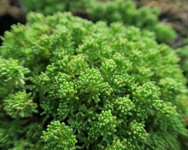 Rozchodník lydijský