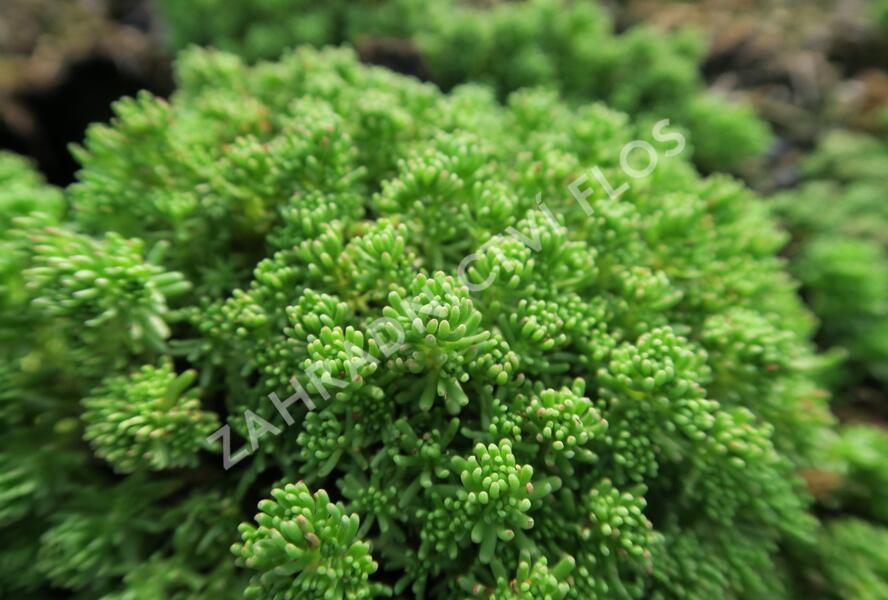 Rozchodník lydijský - Sedum lydium