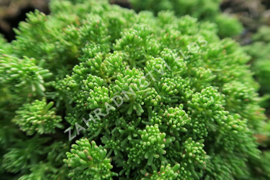 Rozchodník lydijský - Sedum lydium