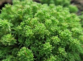 Rozchodník lydijský - Sedum lydium