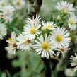 Hvězdnice vřesovcová 'Alba' - Aster ericoides 'Alba'