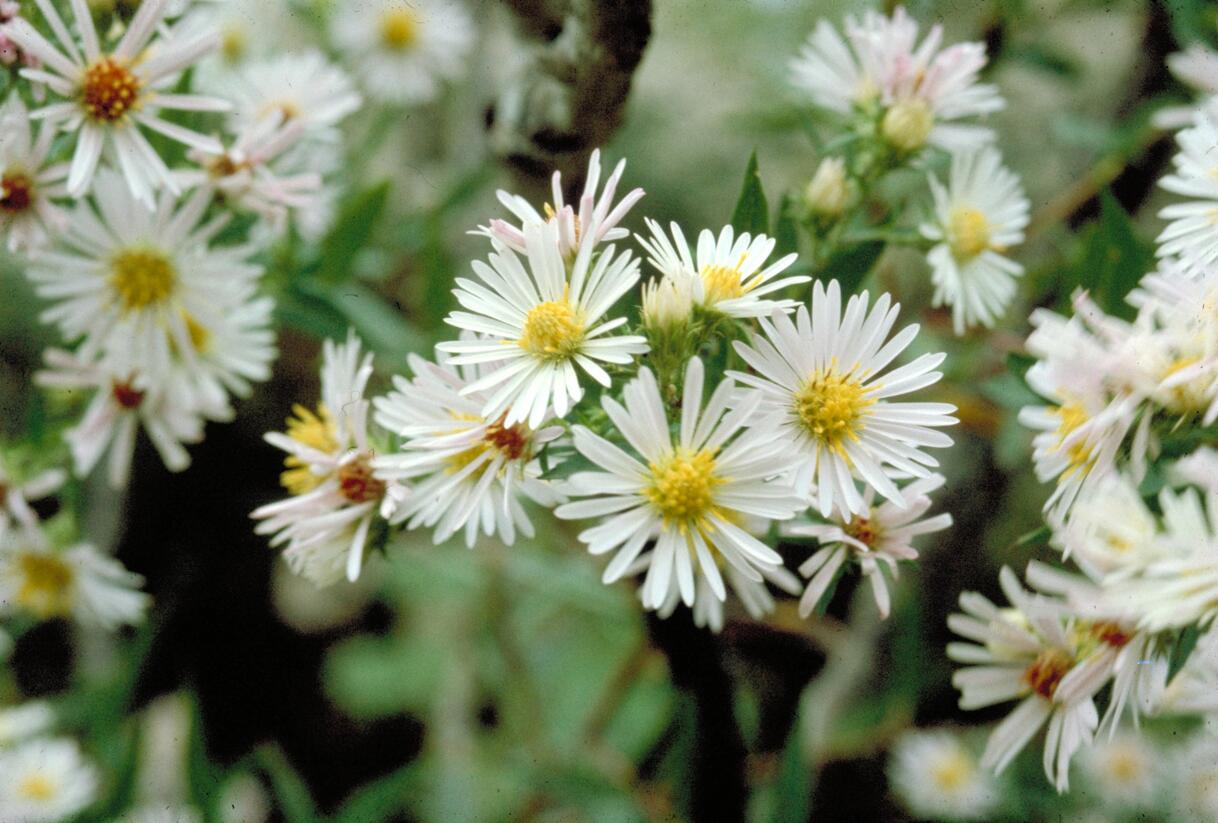 Hvězdnice vřesovcová 'Alba' - Aster ericoides 'Alba'