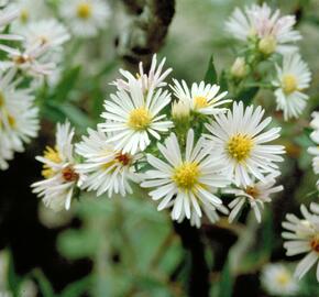 Hvězdnice vřesovcová 'Alba' - Aster ericoides 'Alba'