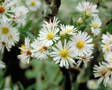 Hvězdnice vřesovcová 'Alba'