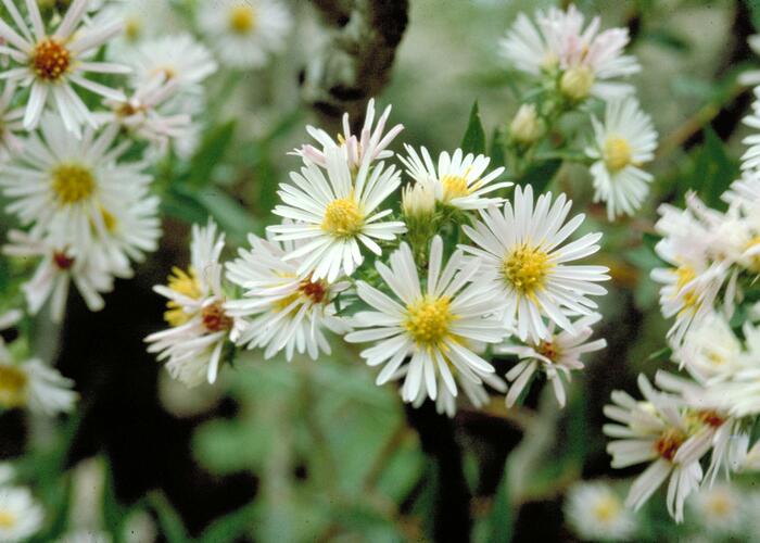 Hvězdnice vřesovcová 'Alba' - Aster ericoides 'Alba'