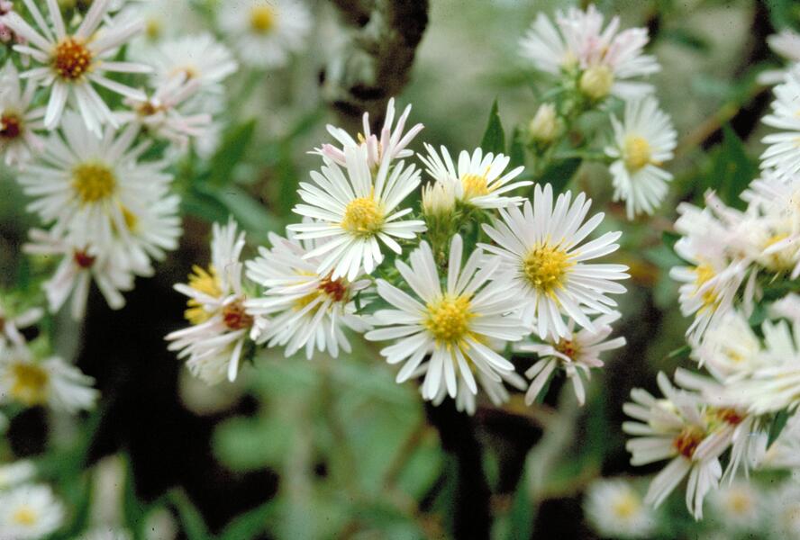 Hvězdnice vřesovcová 'Alba' - Aster ericoides 'Alba'