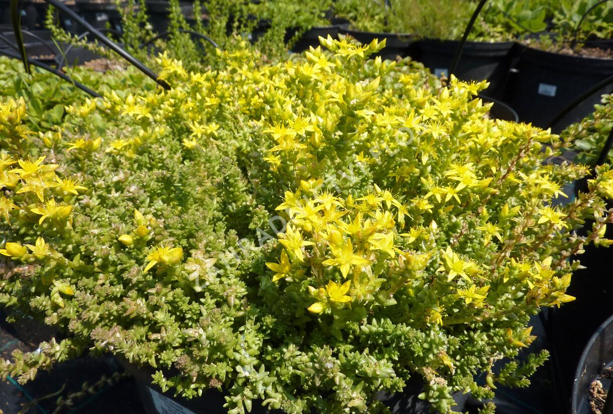 Rozchodník 'Mediovariegatum' - Sedum sieboldii 'Mediovariegatum'
