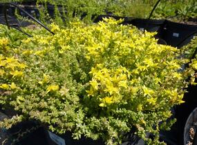 Rozchodník 'Mediovariegatum' - Sedum sieboldii 'Mediovariegatum'