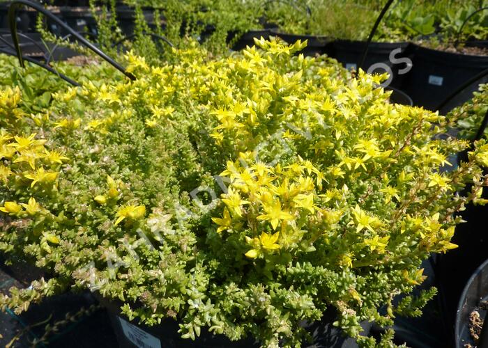 Rozchodník 'Mediovariegatum' - Sedum sieboldii 'Mediovariegatum'