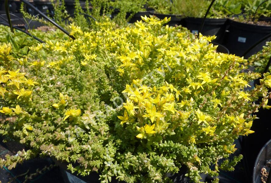 Rozchodník 'Mediovariegatum' - Sedum sieboldii 'Mediovariegatum'