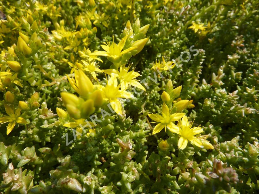 Rozchodník 'Mediovariegatum' - Sedum sieboldii 'Mediovariegatum'