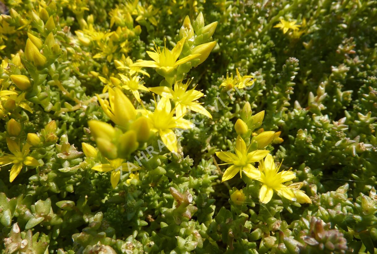 Rozchodník 'Mediovariegatum' - Sedum sieboldii 'Mediovariegatum'