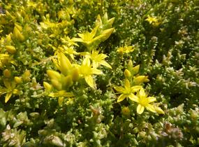 Rozchodník 'Mediovariegatum' - Sedum sieboldii 'Mediovariegatum'