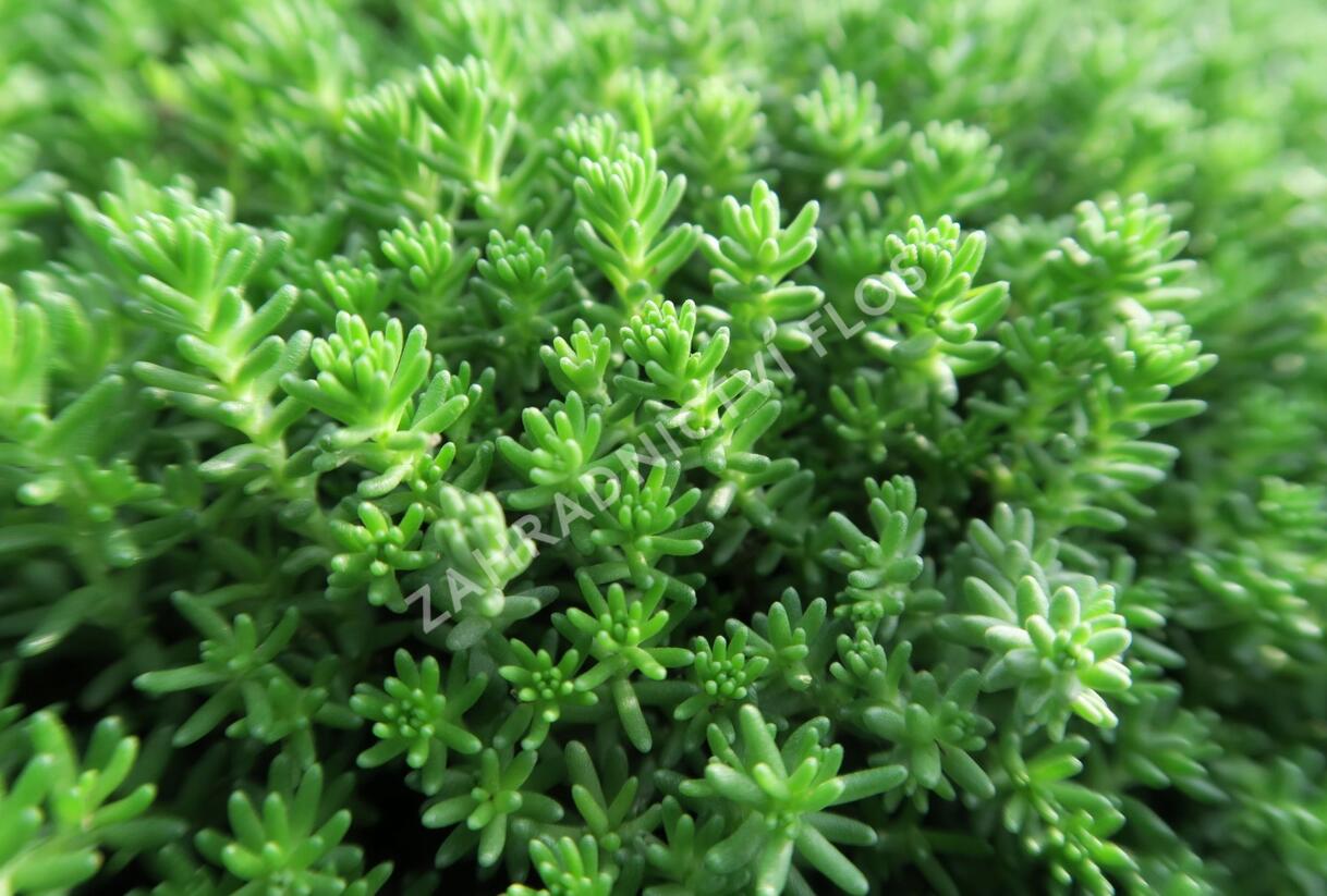 Rozchodník šestiřadý 'Weisse Tetra' - Sedum sexangulare 'Weisse Tatra'