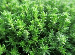 Rozchodník šestiřadý 'Weisse Tetra' - Sedum sexangulare 'Weisse Tatra'