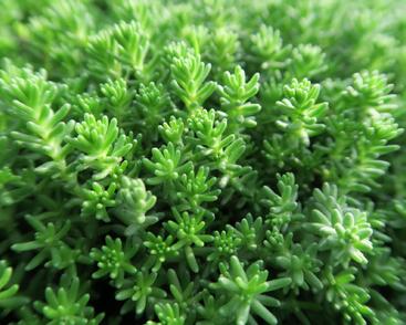 Rozchodník šestiřadý 'Weisse Tetra'