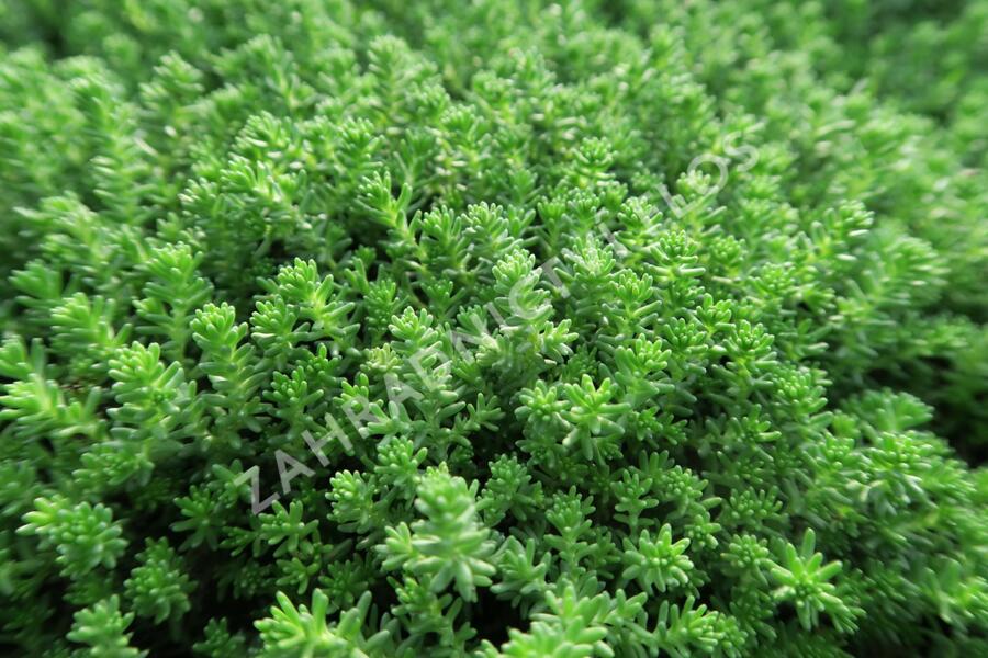 Rozchodník šestiřadý 'Weisse Tetra' - Sedum sexangulare 'Weisse Tatra'