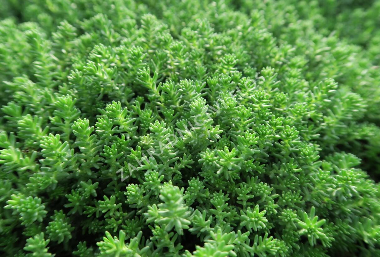 Rozchodník šestiřadý 'Weisse Tetra' - Sedum sexangulare 'Weisse Tatra'