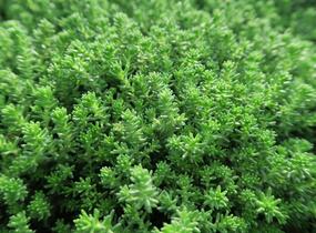 Rozchodník šestiřadý 'Weisse Tetra' - Sedum sexangulare 'Weisse Tatra'