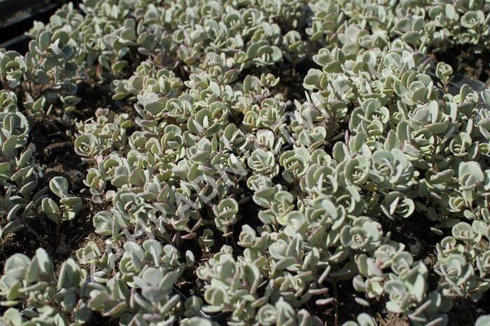 Rozchodník sibiřský 'Rosenteppich' - Sedum cyaneum 'Rosenteppich'