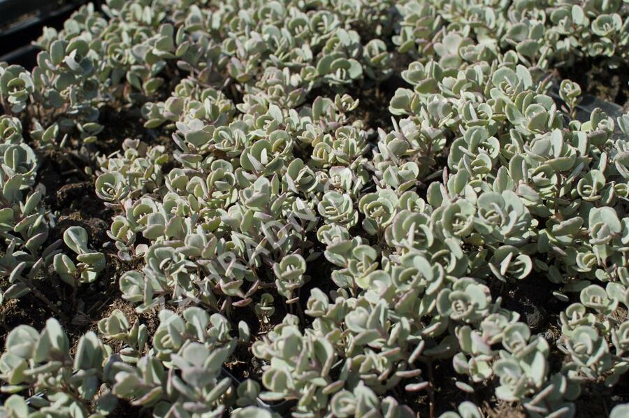 Rozchodník sibiřský 'Rosenteppich' - Sedum cyaneum 'Rosenteppich'