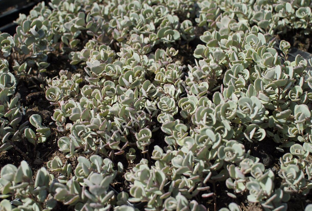 Rozchodník sibiřský 'Rosenteppich' - Sedum cyaneum 'Rosenteppich'