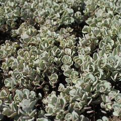 Rozchodník sibiřský 'Rosenteppich' - Sedum cyaneum 'Rosenteppich'