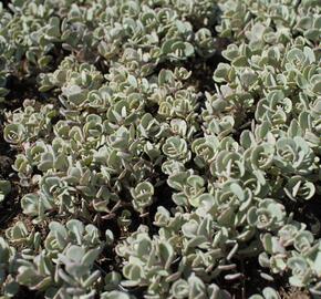 Rozchodník sibiřský 'Rosenteppich' - Sedum cyaneum 'Rosenteppich'