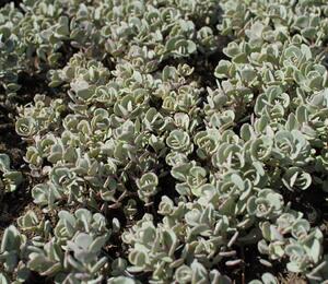 Rozchodník sibiřský 'Rosenteppich' - Sedum cyaneum 'Rosenteppich'