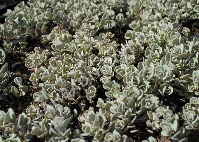 Rozchodník sibiřský 'Rosenteppich' - Sedum cyaneum 'Rosenteppich'