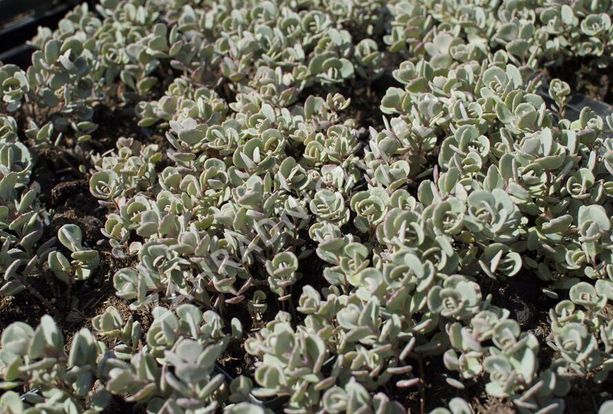 Rozchodník sibiřský 'Rosenteppich' - Sedum cyaneum 'Rosenteppich'