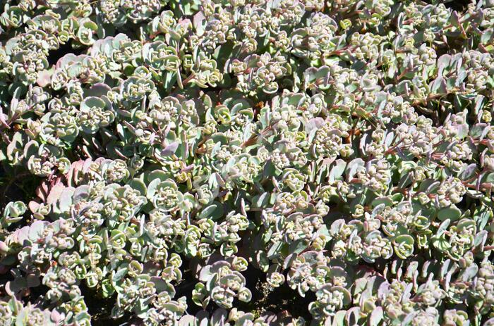 Rozchodník 'Robustum' - Sedum cauticola 'Robustum'