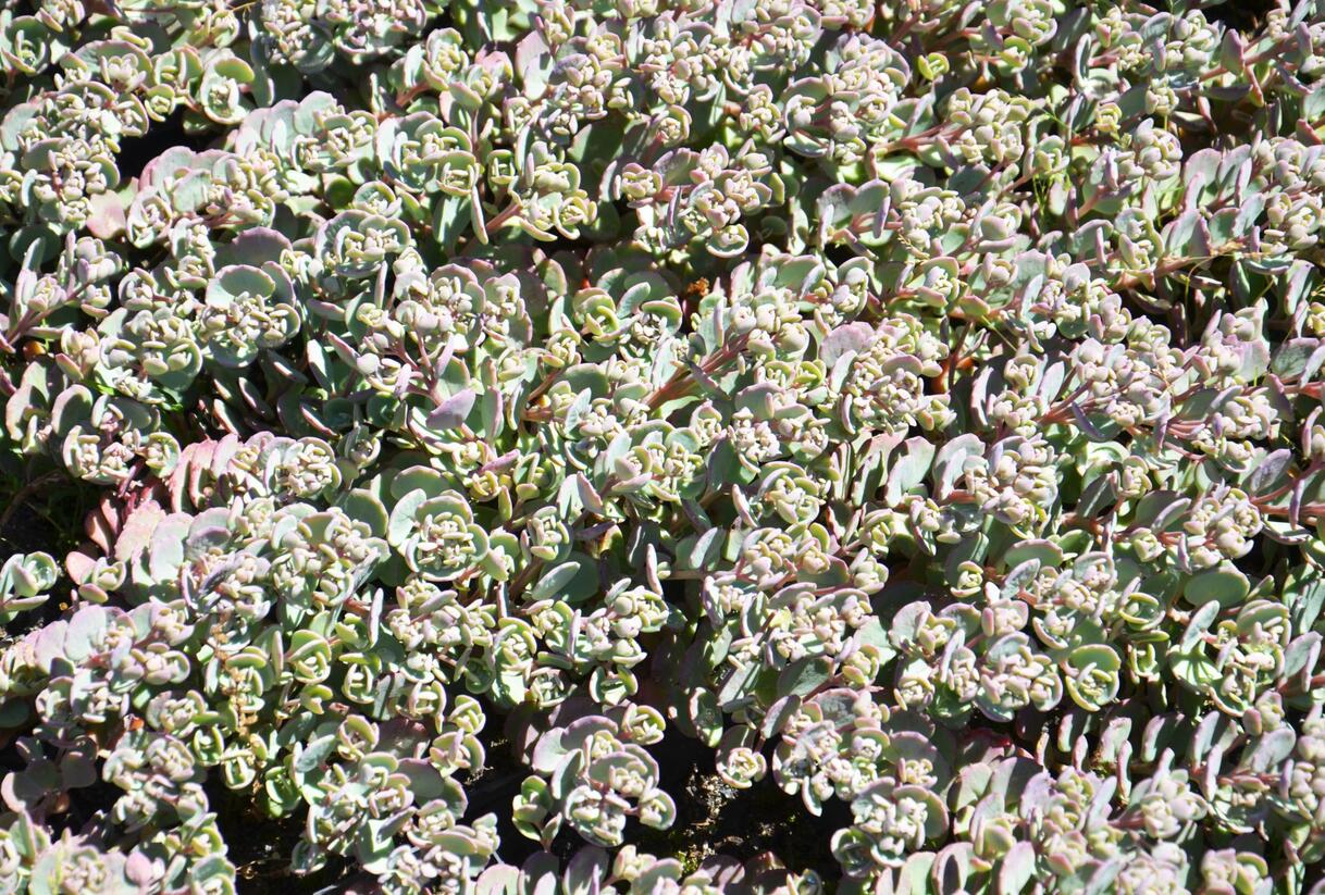 Rozchodník větvený 'Robustum' - Sedum cauticola 'Robustum'